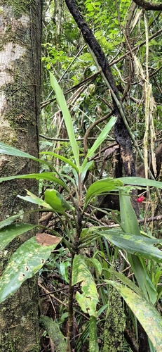 Cordyline cannifolia, photograph 5