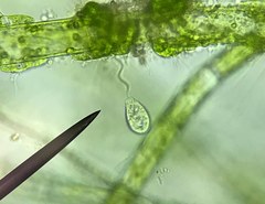 Vorticella campanula