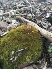Ceratodon