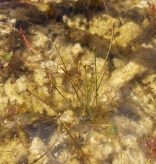 Eleocharis geniculata