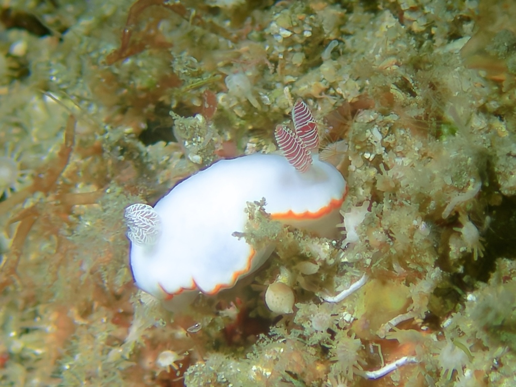 Pink-eared Rainbow Dorid