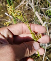 Rhynchospora microcarpa