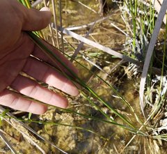 Rhynchospora microcarpa