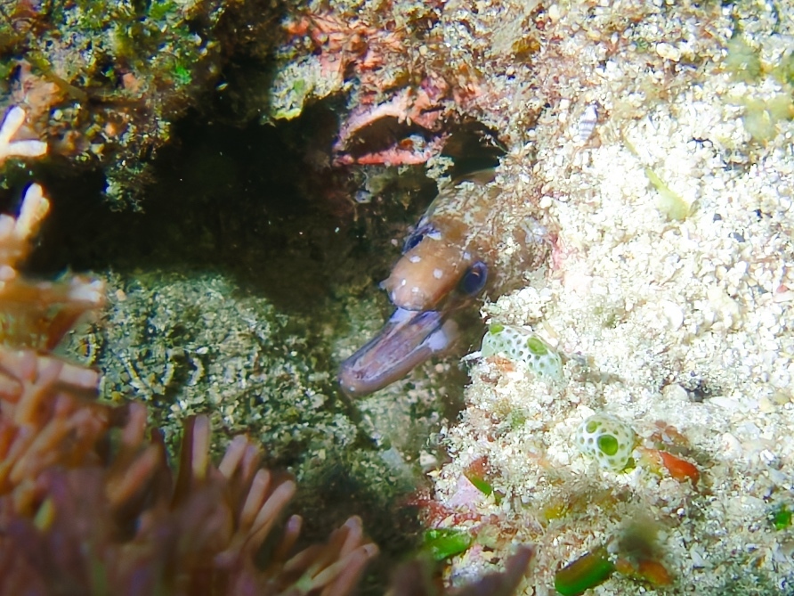 Lipspot moray