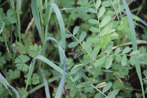 Unknown species found near Shady Oaks and Basking Ridge, CA, USA