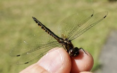 Hemicordulia armstrongi