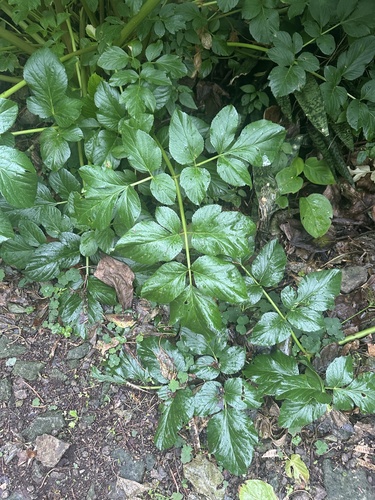 Angelica japonica iNat (1)