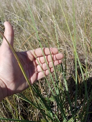 Cladium mariscus jamaicense