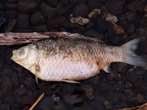 Japanese silver crucian carp (Carassius langsdorfii) — Cyprinidae — 5