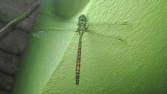 Coryphaeschna adnexa