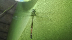Coryphaeschna adnexa