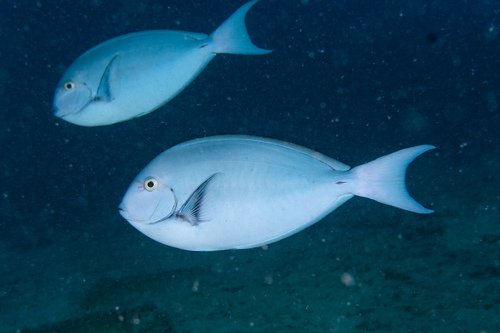 Witvin-doktersvis (Acanthurus albipectoralis) — Acanthuridae — 4