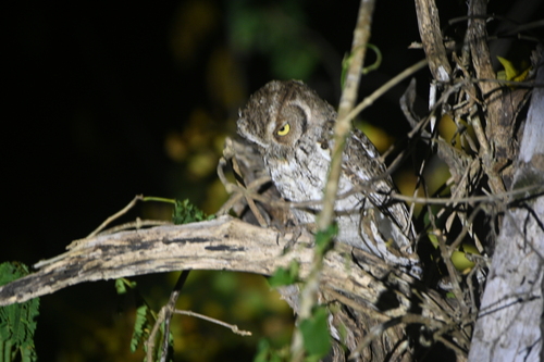 Middle American Screech Owl (Megascops guatemalae), photo 2
