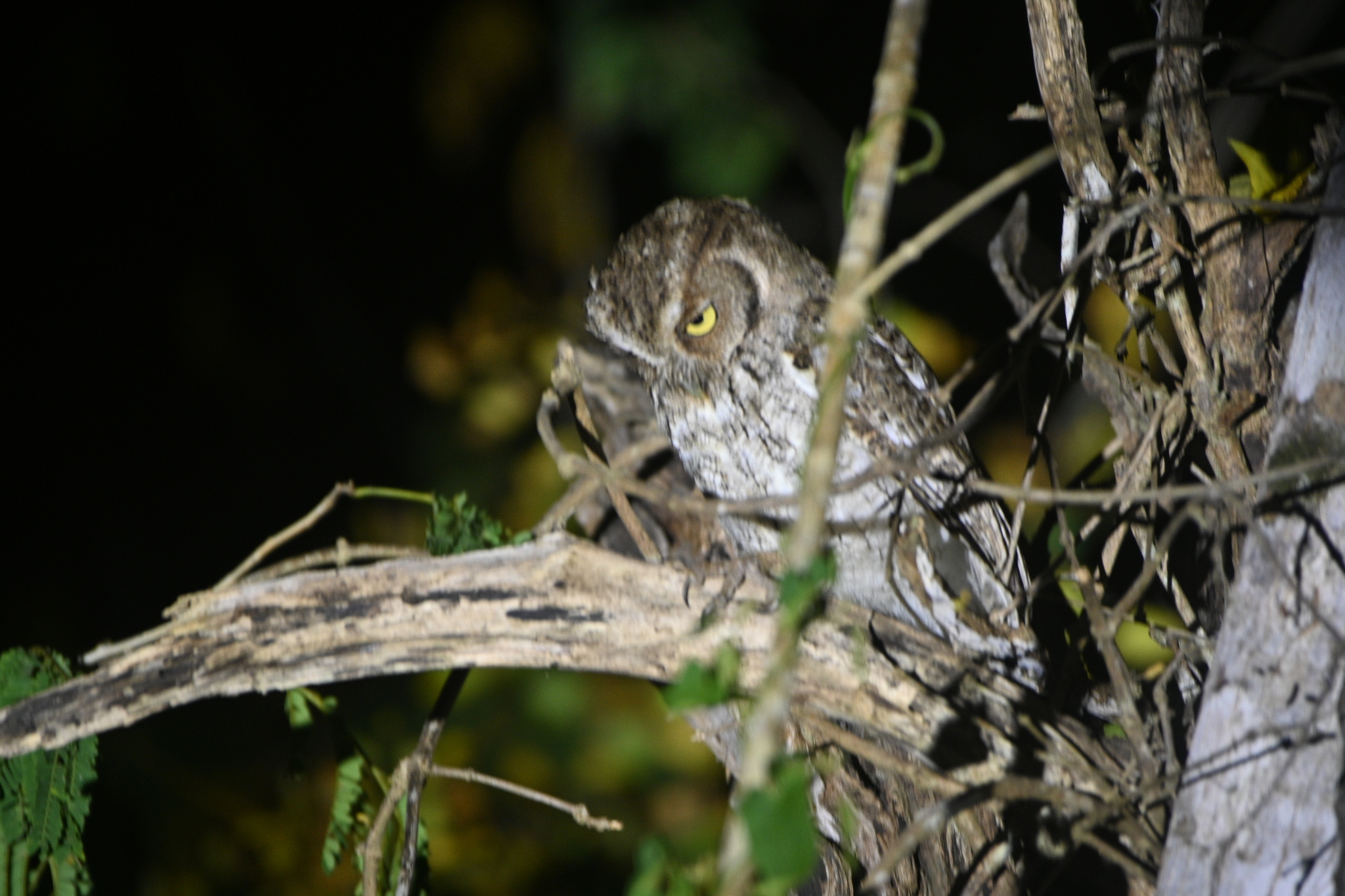 Middle American Screech Owl (Megascops guatemalae), photo 2