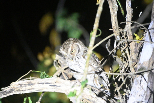 Middle American Screech Owl (Megascops guatemalae)