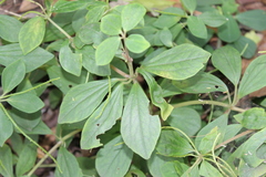 Peperomia liebmannii