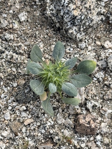 iNaturalist observation photo of Devil's Spineflower