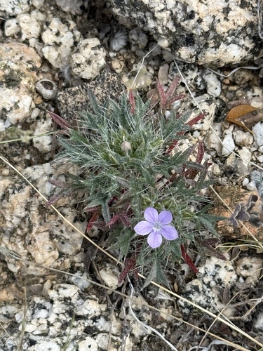 iNaturalist observation photo of Lilac Sunbonnet