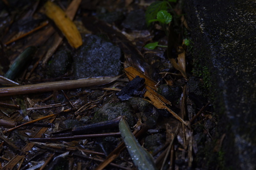 Leptobrachium hasseltii