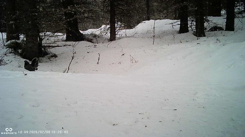 Spruce Grouse (Canachites canadensis), photo 7