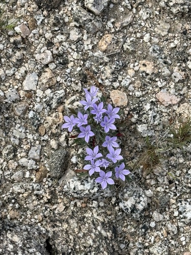 iNaturalist observation photo of Bristly Langloisia
