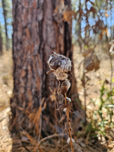 Rhopalomyia chrysopsidis