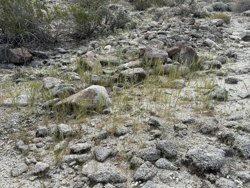 iNaturalist observation photo of cape ricegrass