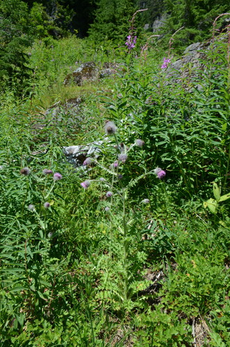 Edible Thistle (Cirsium edule)