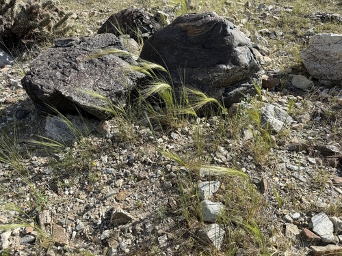 iNaturalist observation photo of cape ricegrass