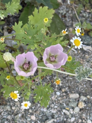 iNaturalist observation photo of apricot globemallow
