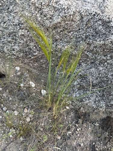 iNaturalist observation photo of cape ricegrass