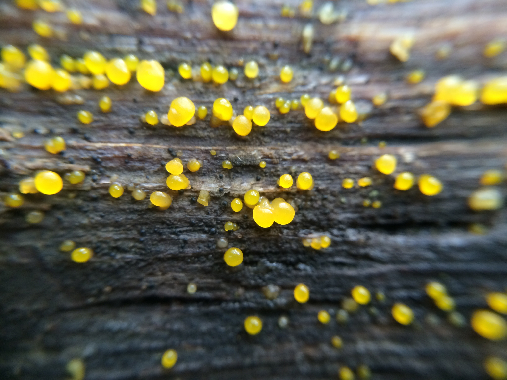 Dacrymyces stillatus image