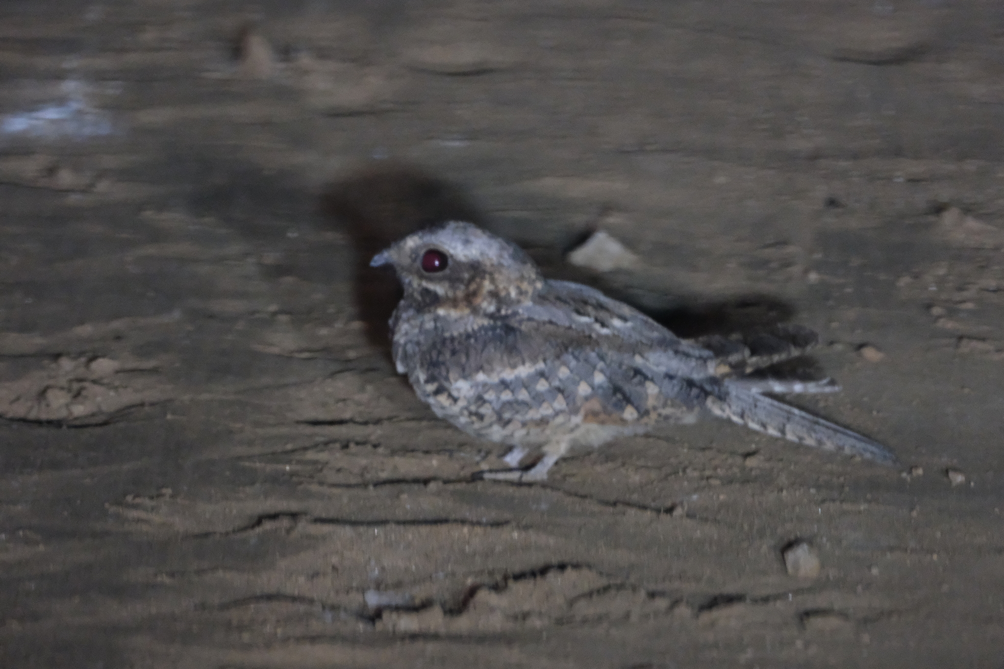 Rufous-cheeked Nightjar (Caprimulgus rufigena), photo 1