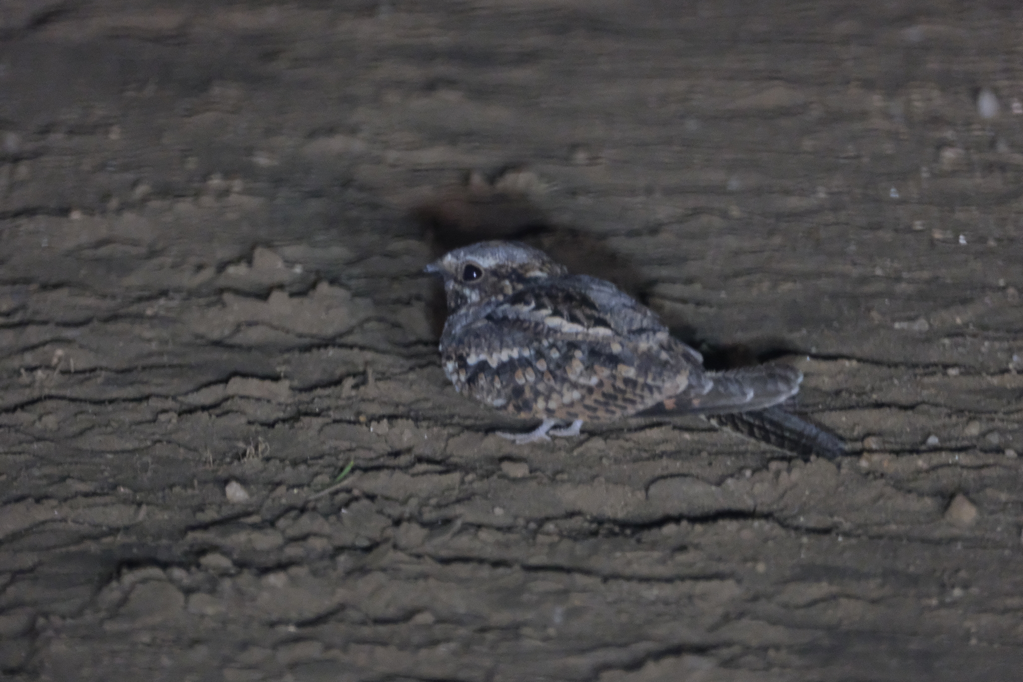 Rufous-cheeked Nightjar (Caprimulgus rufigena), photo 2