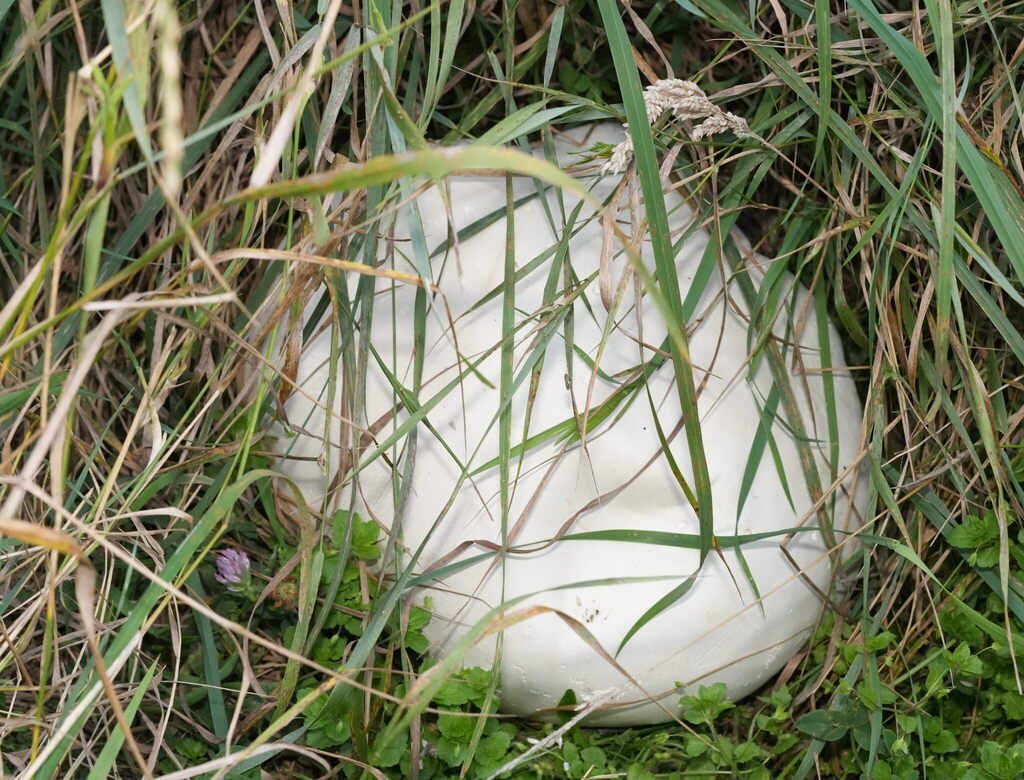 Calvatia gigantea · February 2026 · photo: © william-harland (iNaturalist, cc-by-nc)