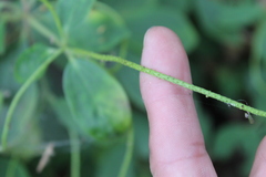 Peperomia liebmannii