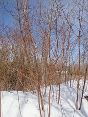 Cornus sericea sericea