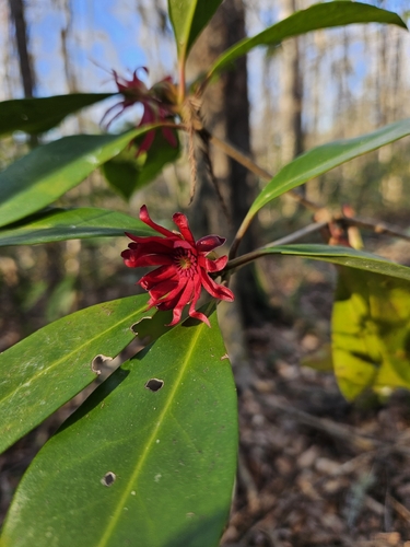 Florida anisetree (Illicium floridanum)