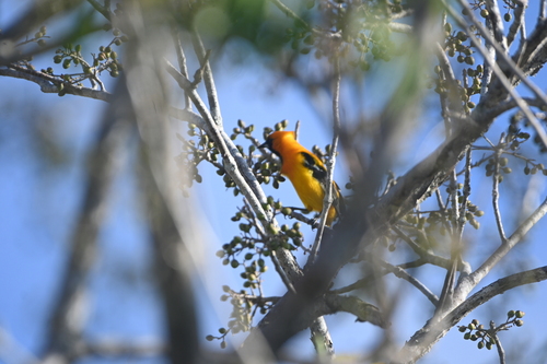 Orange Oriole (Icterus auratus)