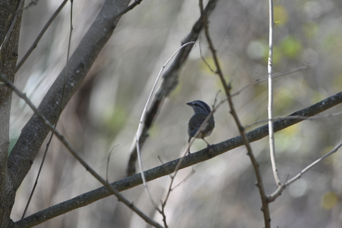Olive Sparrow (Arremonops rufivirgatus), photo 8