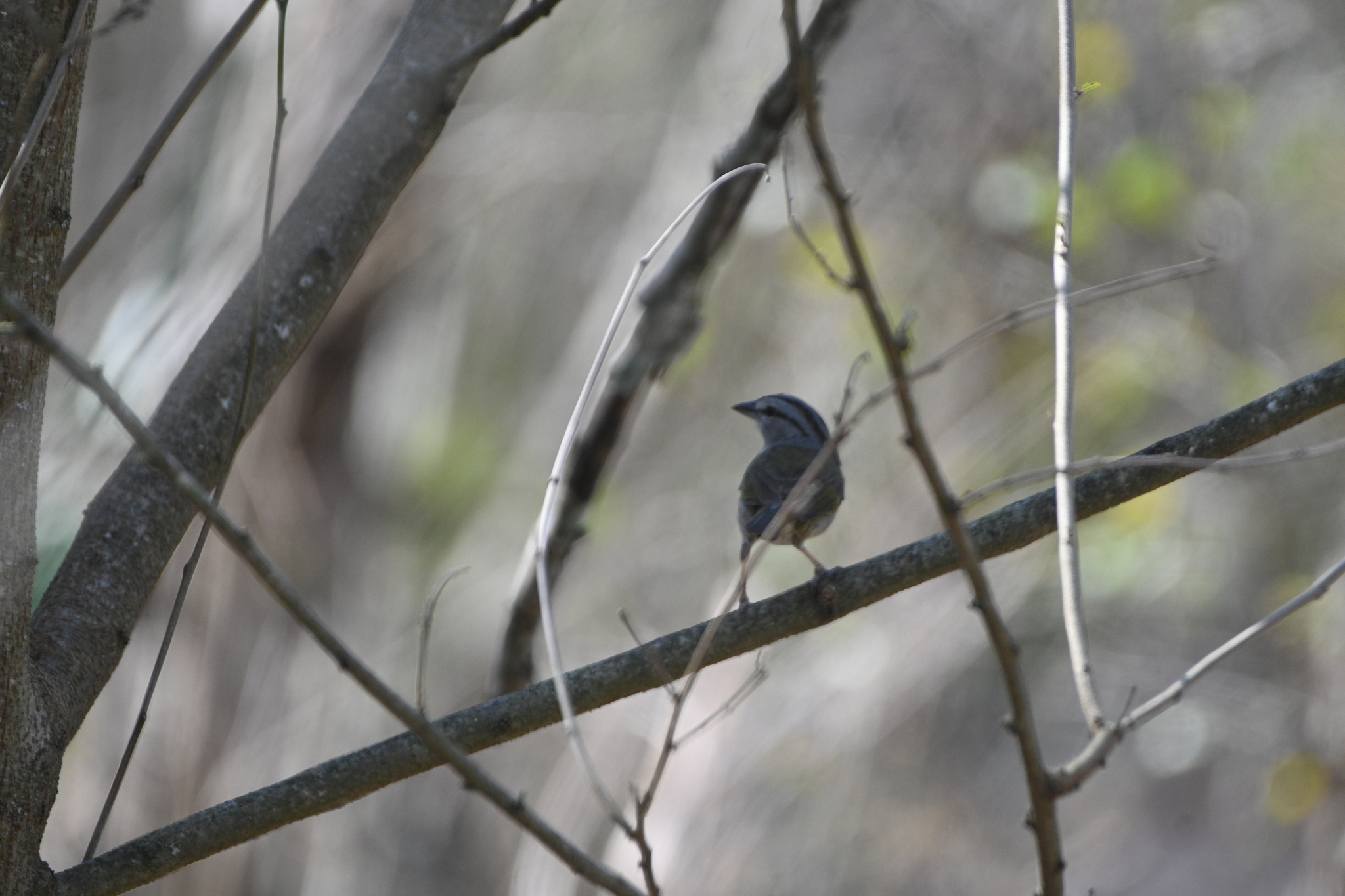 Olive Sparrow (Arremonops rufivirgatus), photo 8