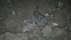 Rhinella humboldti