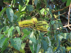 Combretum fruticosum