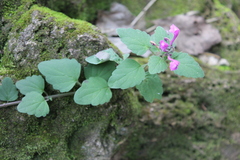 Scutellaria seleriana