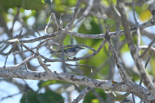 Yucatan Gnatcatcher (Polioptila albiventris), photo 9