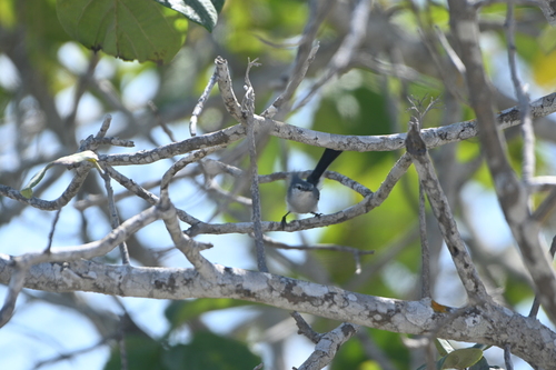 Yucatan Gnatcatcher (Polioptila albiventris), photo 8