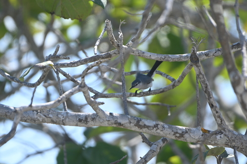 Yucatan Gnatcatcher (Polioptila albiventris), photo 5