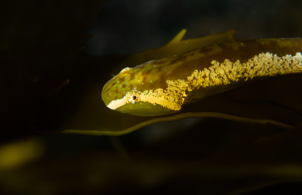 Slender Clingfish