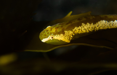 Slender Clingfish photo 1
