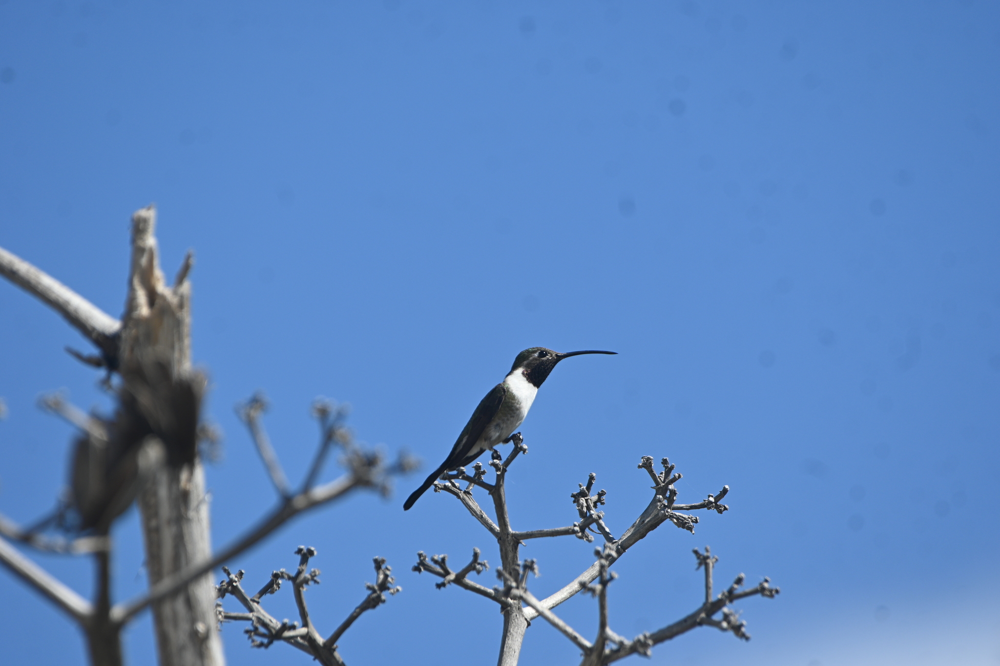 Mexican Sheartail (Doricha eliza), photo 5